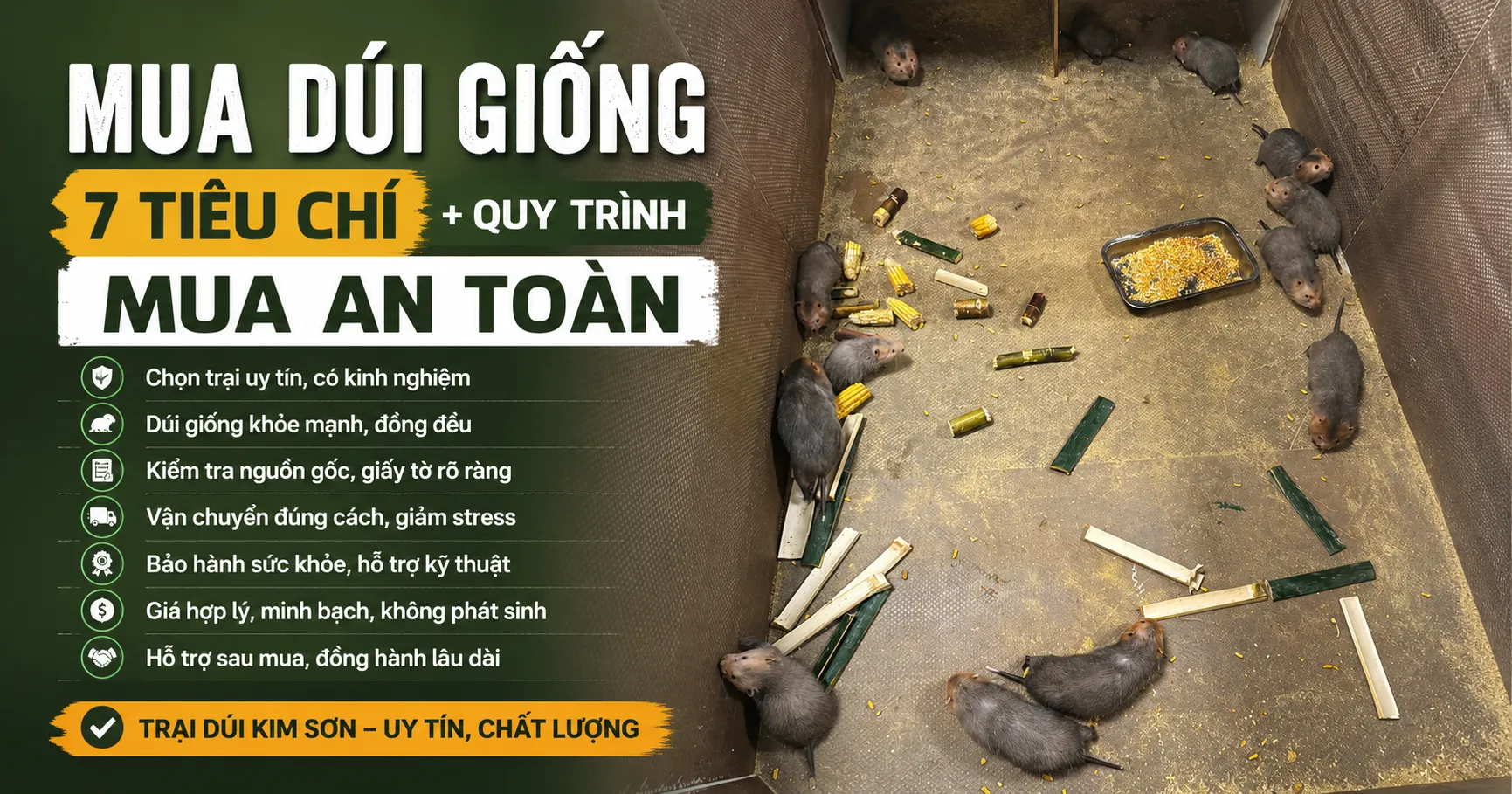 Mua Dúi Giống 2026 — 7 Tiêu Chí + Quy Trình Mua An Toàn