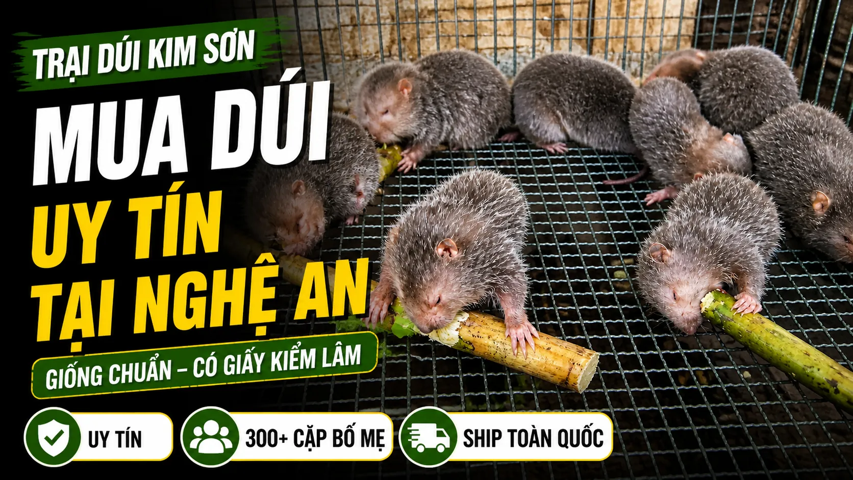 Trại Dúi Giống Kim Sơn — Địa Chỉ Mua Dúi Uy Tín tại Nghệ An