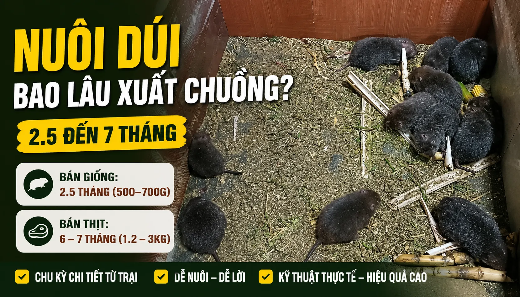 Nuôi Dúi Bao Lâu Xuất Chuồng? — 2.5 đến 7 Tháng
