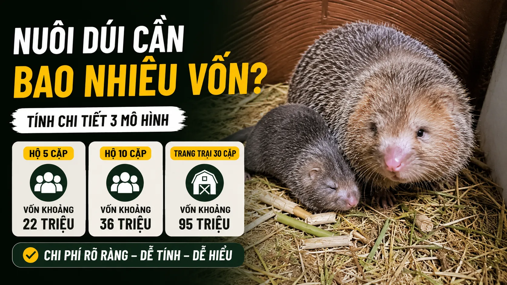 Nuôi Dúi Cần Bao Nhiêu Vốn? — Tính Chi Tiết 3 Mô Hình
