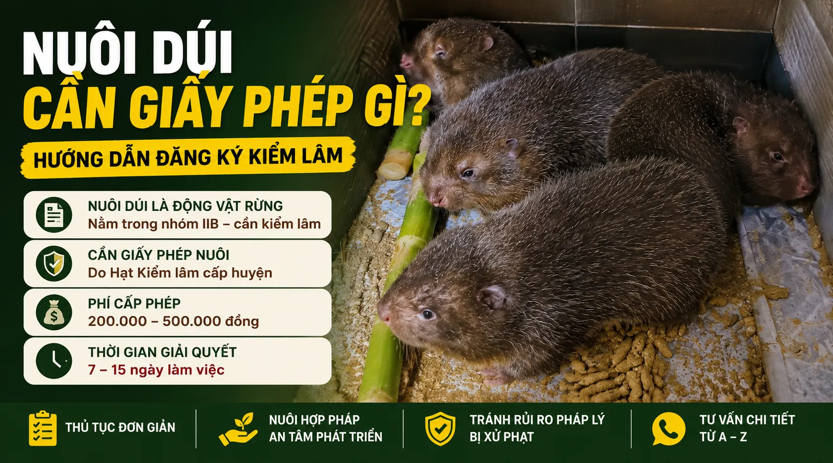 Nuôi Dúi Cần Giấy Phép Gì? — Hướng Dẫn Đăng Ký Kiểm Lâm