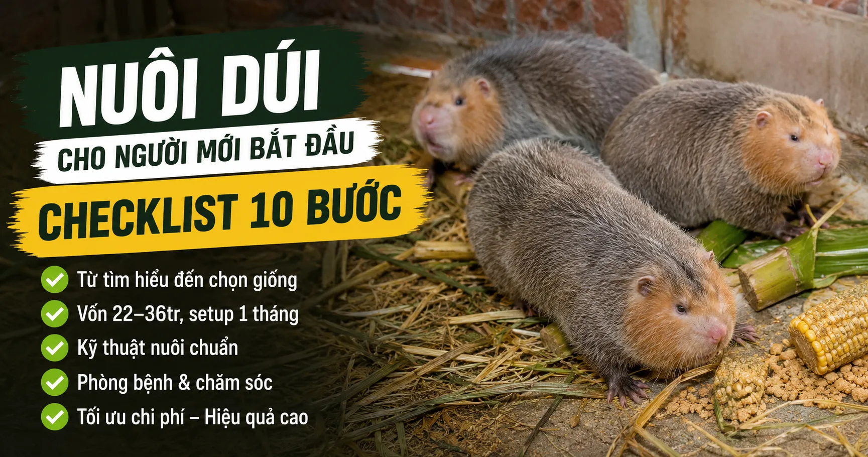 Nuôi Dúi Cho Người Mới Bắt Đầu — Checklist 10 Bước