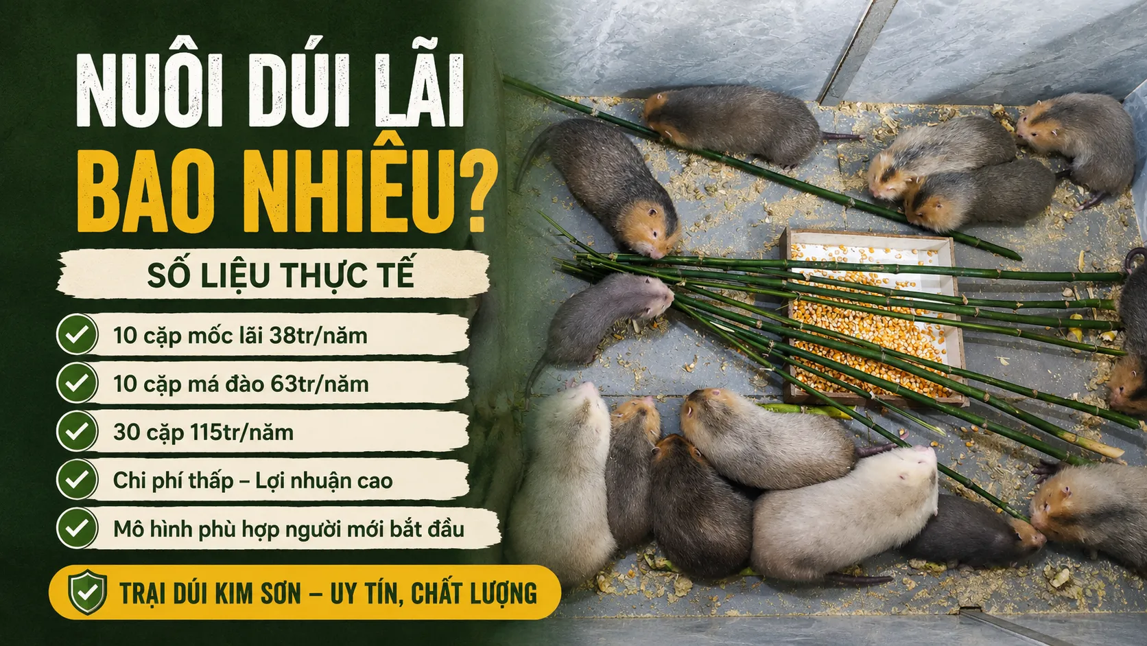 Nuôi Dúi Lãi Bao Nhiêu? — Số Liệu Thực Tế 2026