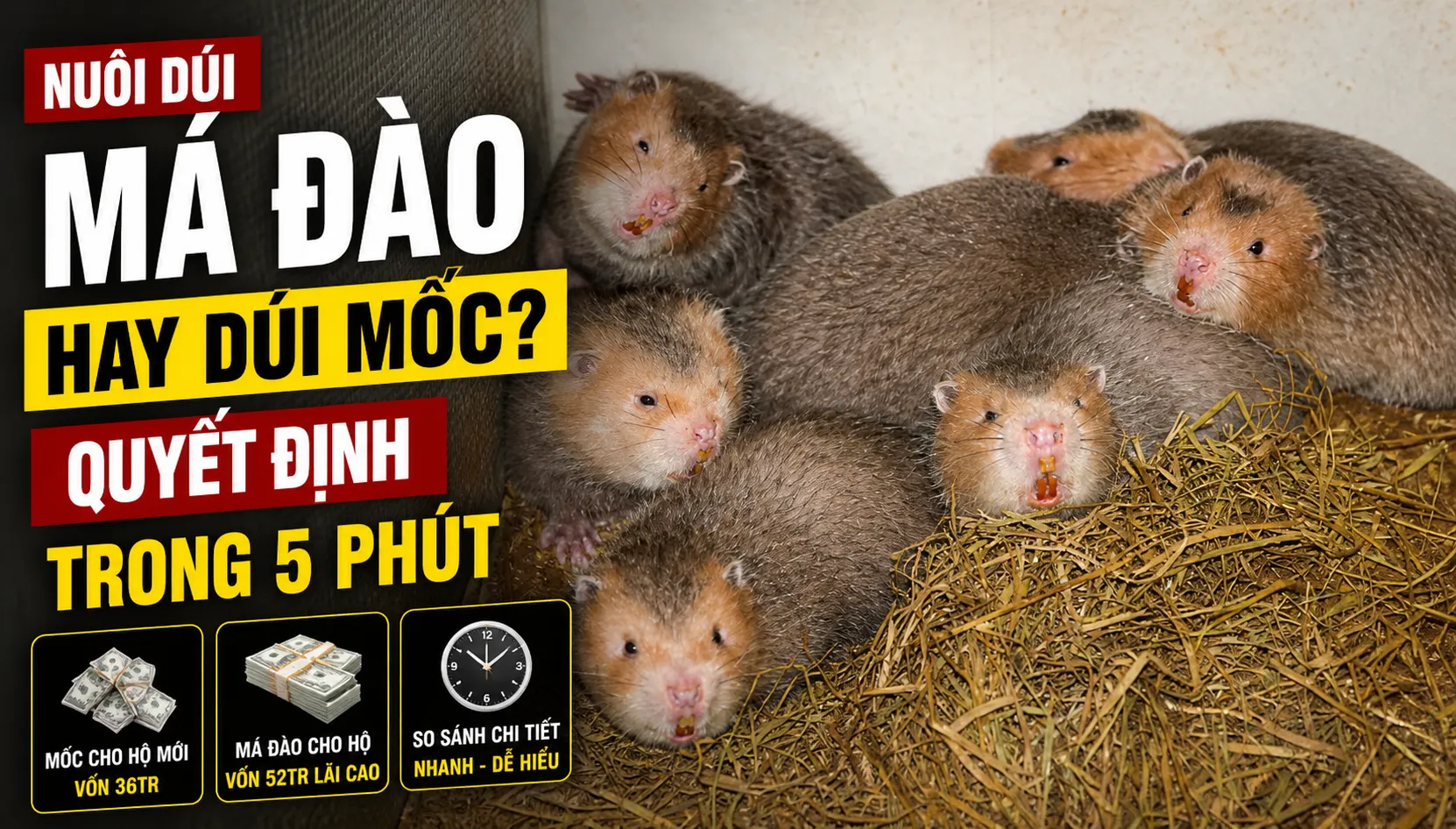 Nuôi Dúi Má Đào Hay Dúi Mốc? — Quyết Định Trong 5 Phút