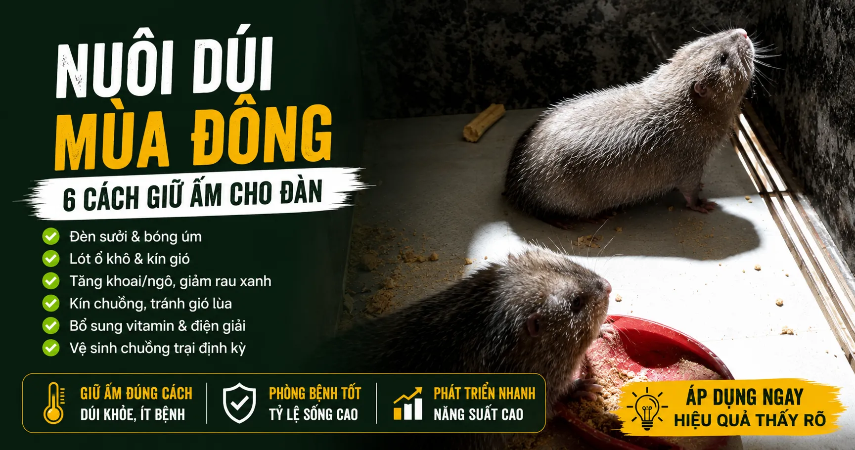 Nuôi Dúi Mùa Đông — 6 Cách Giữ Ấm Cho Đàn