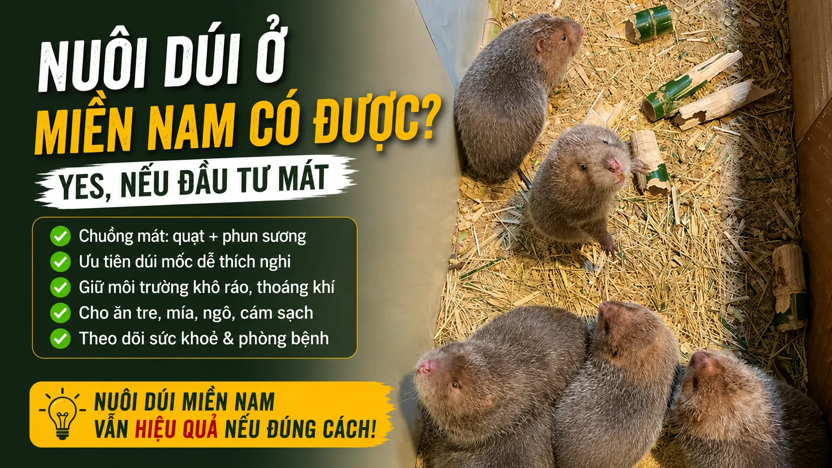 Nuôi Dúi Ở Miền Nam Có Được Không? — Yes, Nếu Đầu Tư Mát
