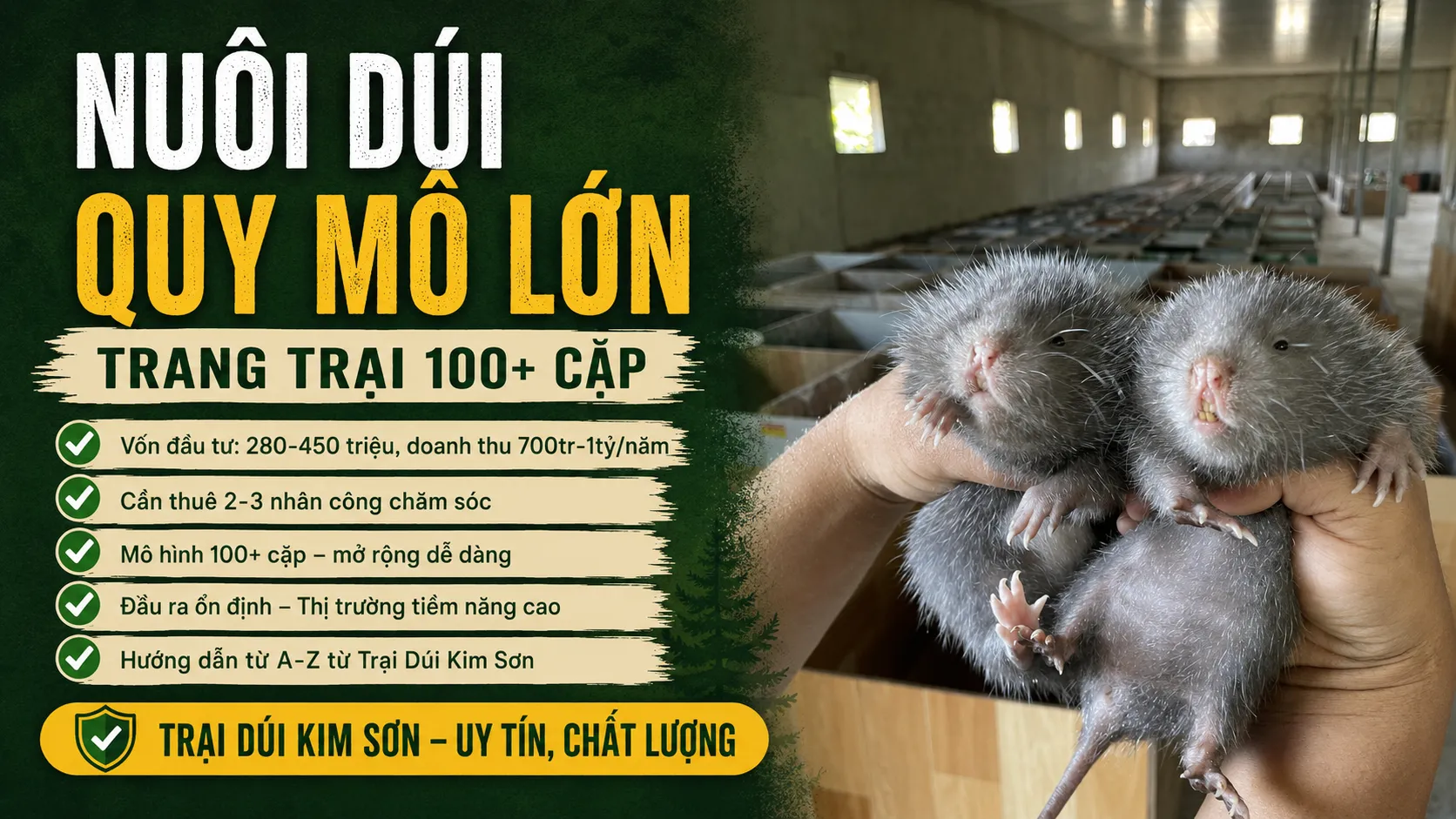 Nuôi Dúi Quy Mô Lớn — Trang Trại 100+ Cặp
