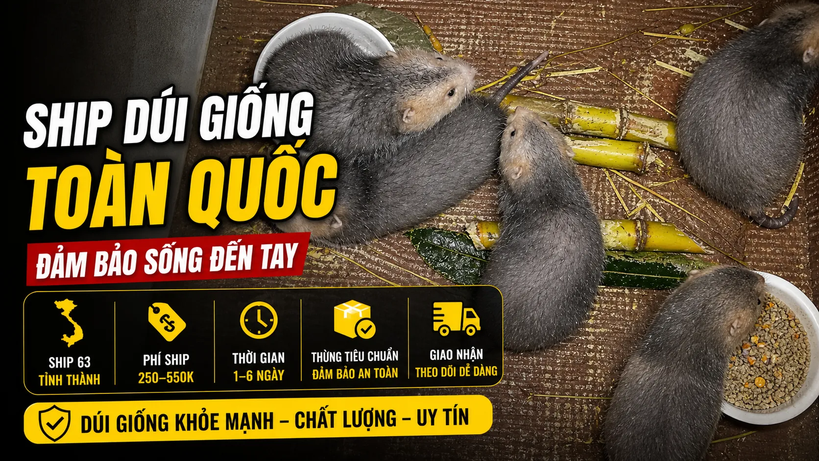 Ship Dúi Giống Toàn Quốc 2026 — Đảm Bảo Sống Đến Tay