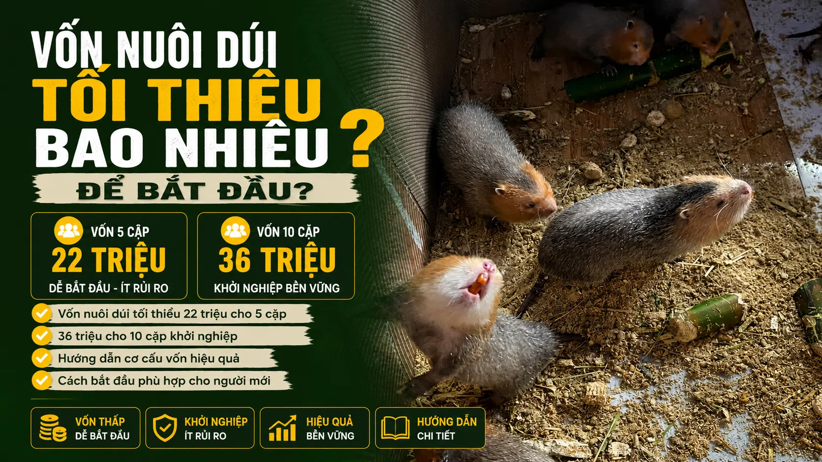 Vốn Nuôi Dúi 2026 — Tối Thiểu Bao Nhiêu Để Bắt Đầu?