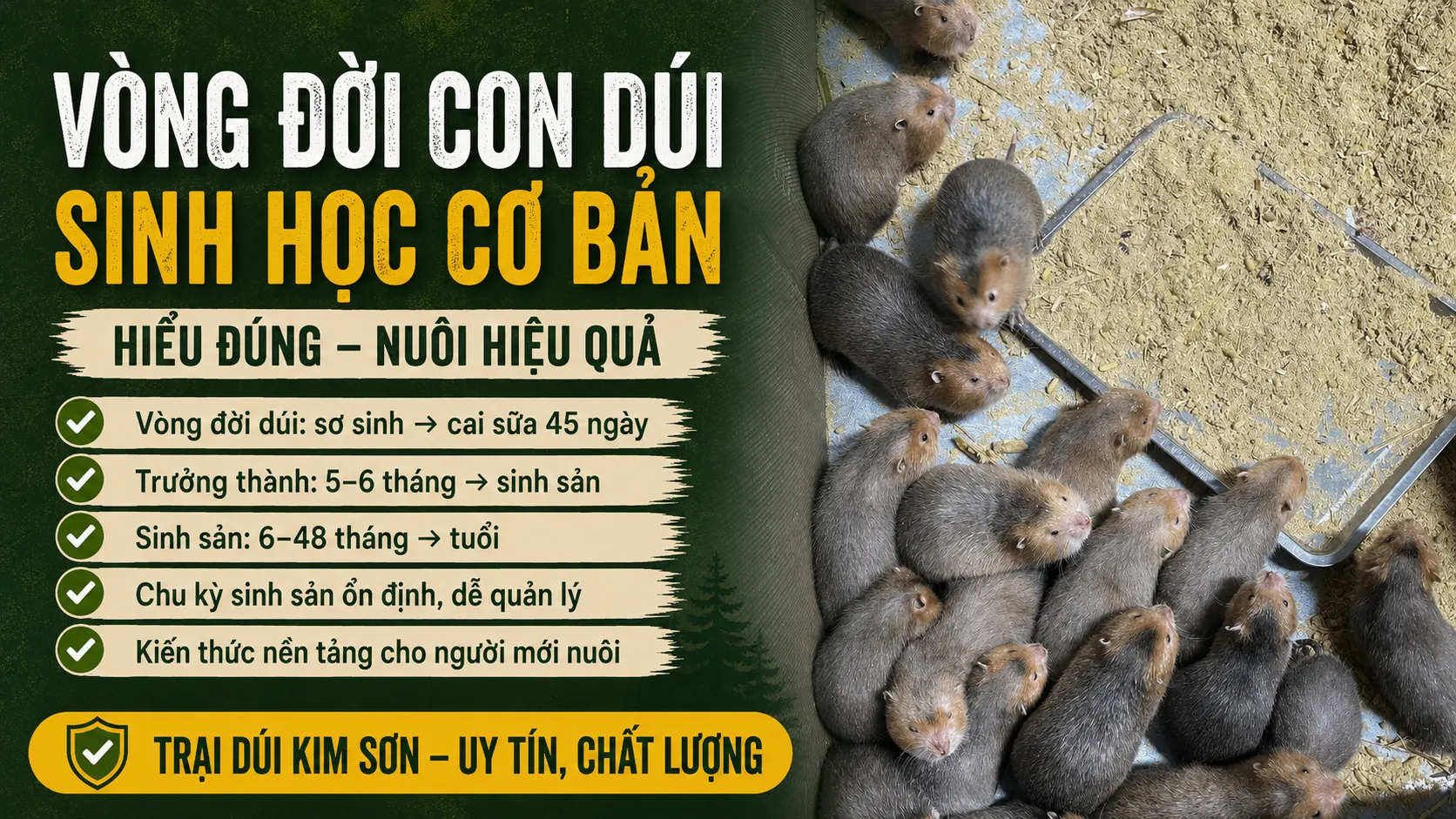 Vòng Đời Con Dúi — Sinh Học Cơ Bản (2026)