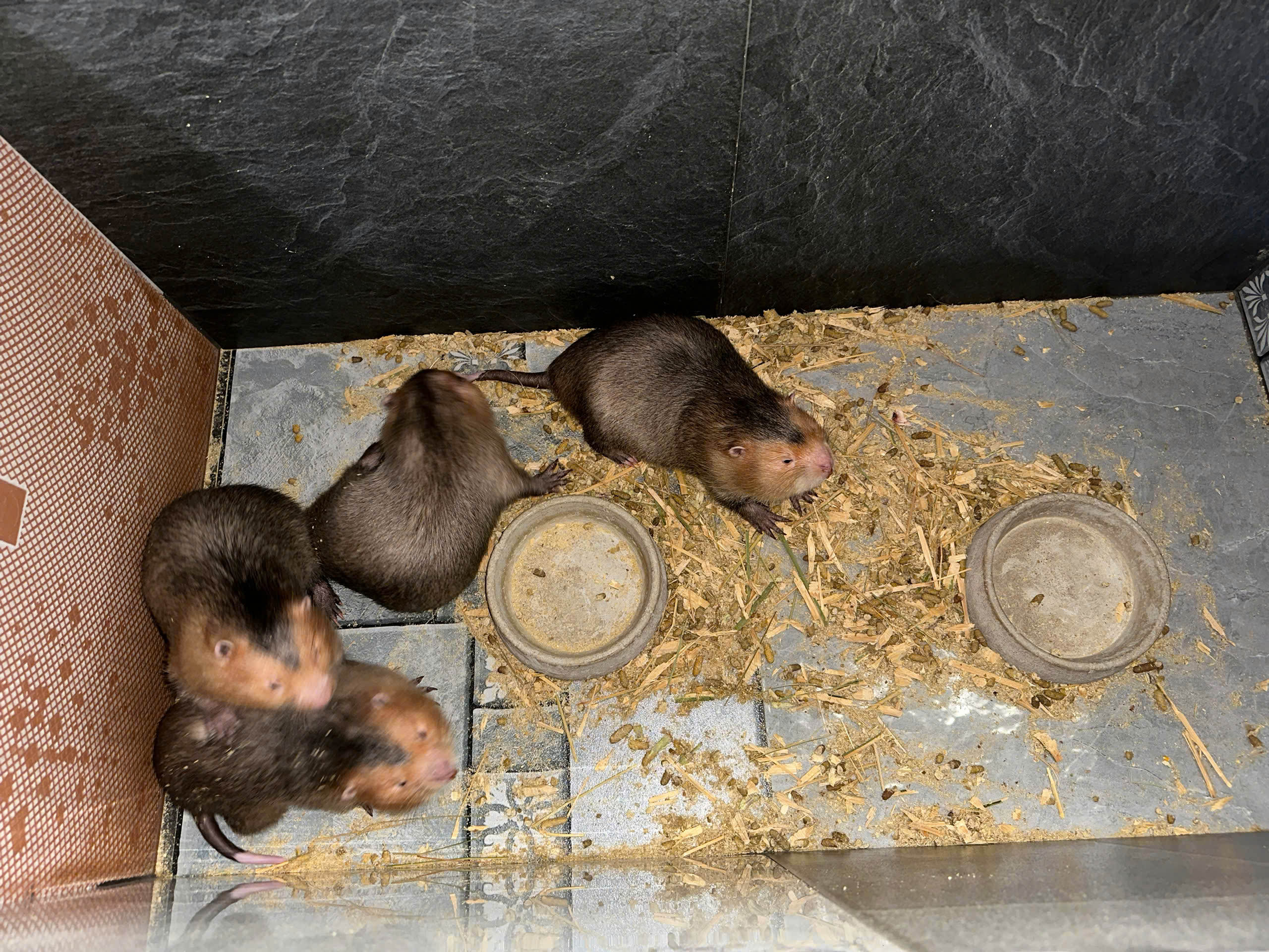 Khách hàng nhận giống